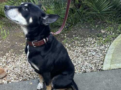 Dog Collars & Leash